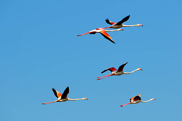 Flock of Greater Flamingos Flock of Greater Flamingos (Phoenicopterus roseus) flamingo floaty stock pictures, royalty-free photos & images