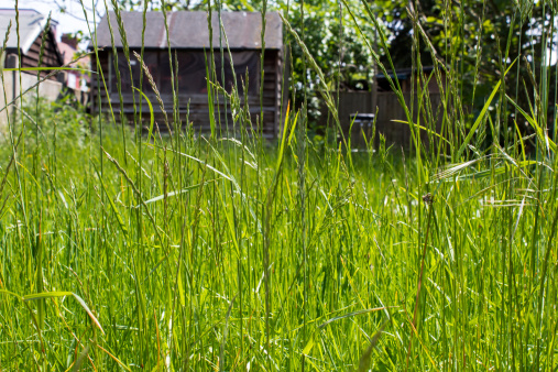 Overgrown grass in a domestic garden