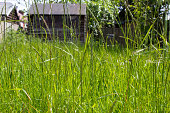 Overgrown grass in a garden