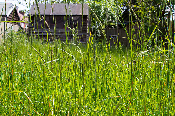 Overgrown grass in a garden stock photo