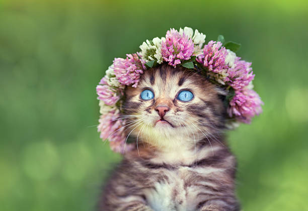 istock Little kitten crowned with the chaplet of clover 452730287