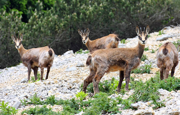 istock herd of chamois in wild while graze amid the rocks 452730667