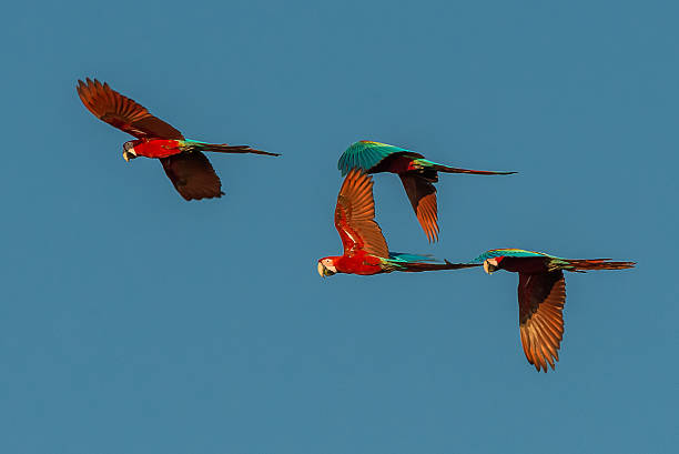 flock macaws flying peruvian Amazonian jungle Madre de Dios Peru flock of macaws flying in the peruvian Amazonian jungle at Madre de Dios green winged macaw stock pictures, royalty-free photos & images