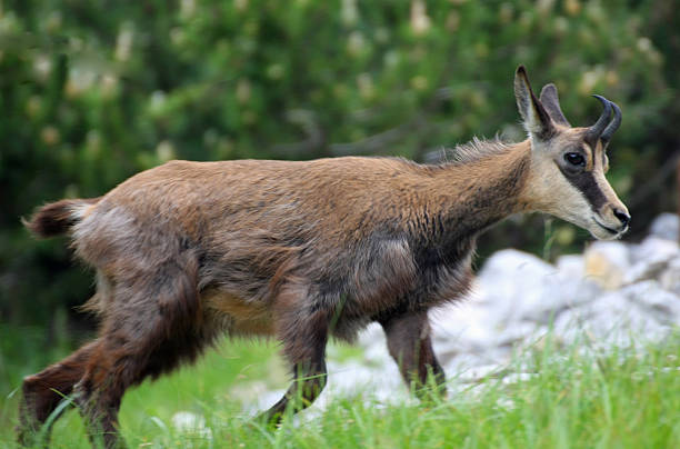 istock baby chamois with horns on his head, surrounded by mountains 452730719