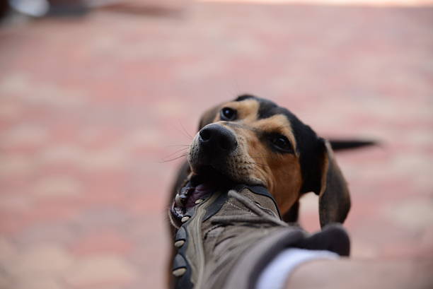 Young dog biting a sports shoe