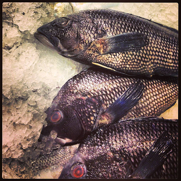 Black Sea Bass On Ice Black sea bass on ice photographed with Iphone 4S and edited with Instagram app. black sea bass stock pictures, royalty-free photos & images