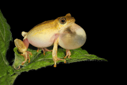 Male painted reed frog (Hyperolius marmoratus) calling during the night, South Africa