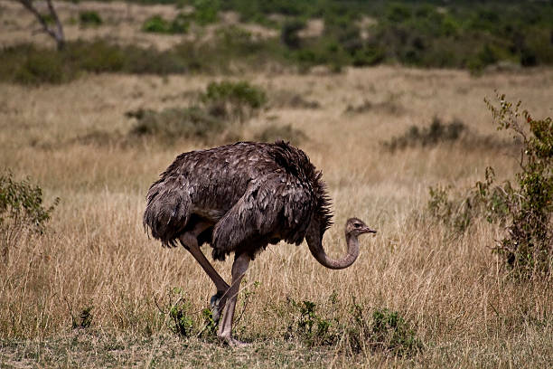 istock African Ostrich , safari in Kenia 452732651