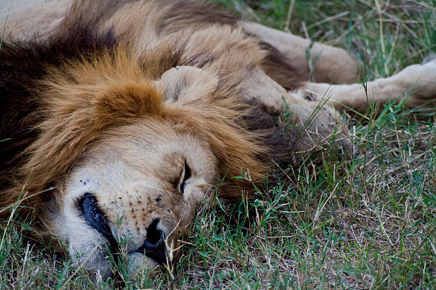 istock African Lion in Kenya 452732673