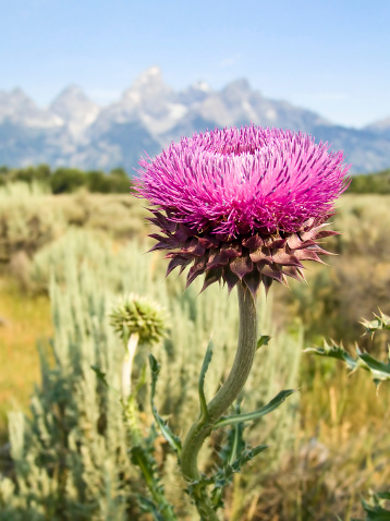 A colorful magenta purple thistle flower, grwoing wild near Schwabacher's Landing in Grand Teton National Park, Jackson, Wyoming, is backed by the snow-capped Cathedral Group of the Teton Mountain Range in this vertical (protrait) orentation.