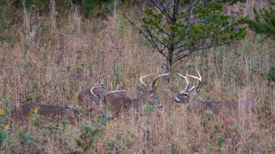 Three young white-tailed bucks facing off and asserting dominance in the grasslands of Cade's Cove, Tennessee