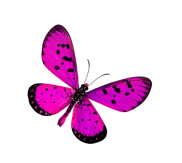 istock Beautiful Pink Butterfly in fancy color (Tawny Coster butterfly) 452734563