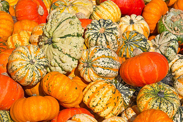 カラフルなカボチャ - squash pumpkin orange japanese fall foliage ストックフォトと画像