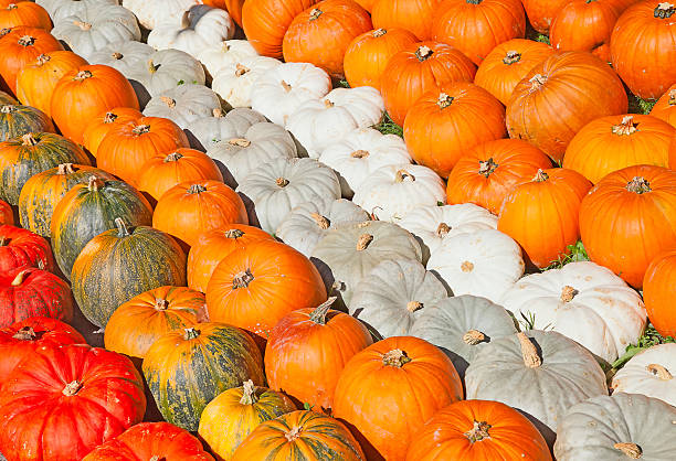 カラフルなカボチャ - squash pumpkin orange japanese fall foliage ストックフォトと画像