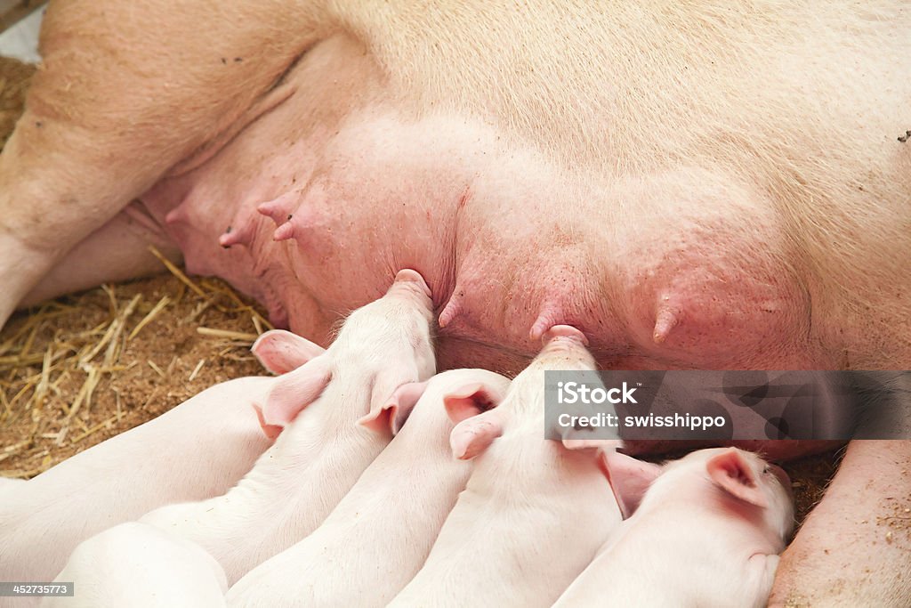 Young los cerdos - Foto de stock de Agricultura libre de derechos