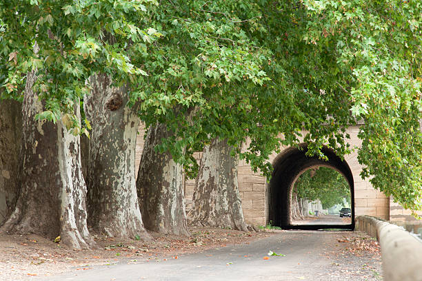 Road with tunnel and huge plane trees in a row.