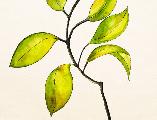 Stylized vine in watercolor for design element or backgrounds. White background. My artwork.