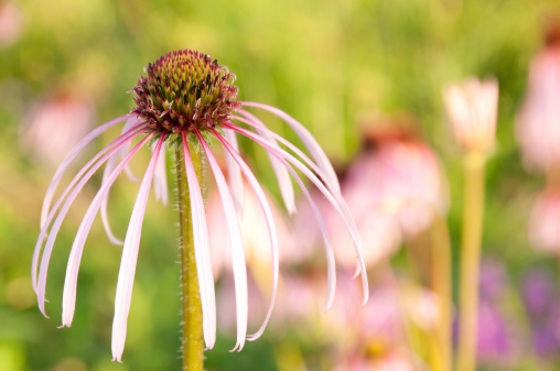 Close-up of purple flower of Echinacea purpurea on the blurred bokeh background of the greenery garden. Nature concept for design. Selective focus of pink flower head with copy space.