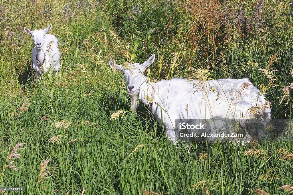 Cabras - Foto de stock de Agricultura royalty-free