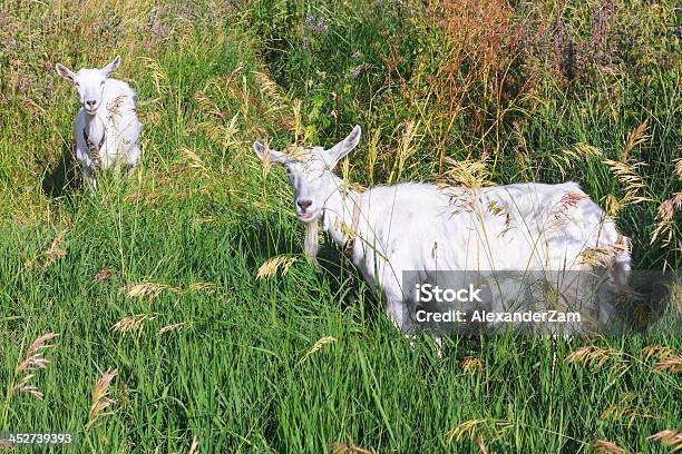 Foto de Cabras e mais fotos de stock de Agricultura - Agricultura, Animal, Animal doméstico