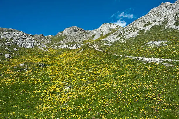 Flower meadow in the high mountains