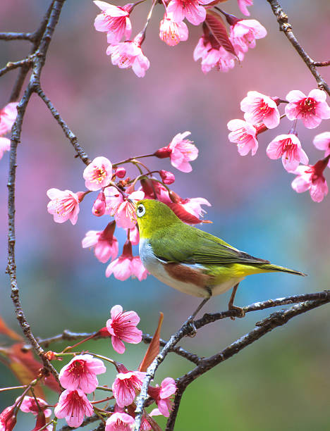 istock Yellow warbler bird sitting on a cherry tree branch 452740247