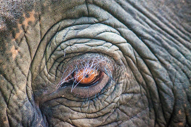 istock Detail of an elephant's eye 452741165