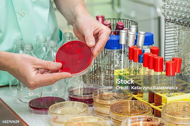 Im Labor Stockfoto und mehr Bilder von Agargel - Agargel, Analysieren, Bakterie