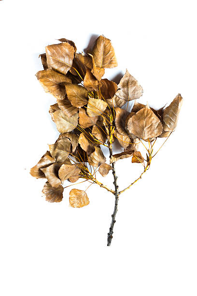 istock Sticks and twigs isolated on white background 452742097