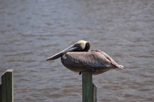 A male Brown Pelican is sitting on a post at the dock.