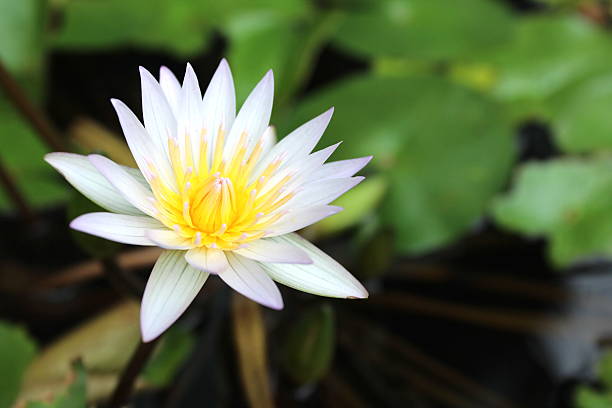 istock Beautiful lotus in the pond 452742991