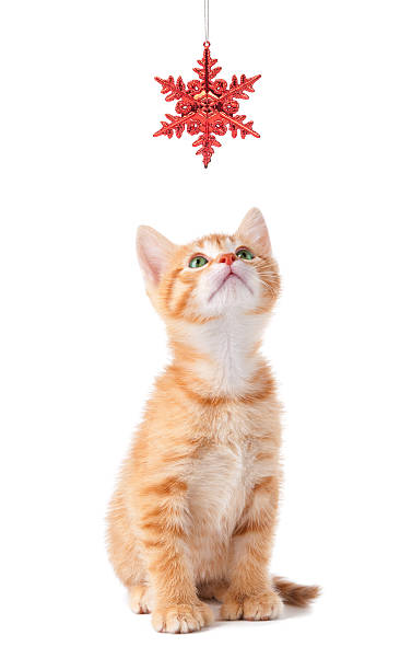 istock Cute Orange Kitten Playing with a Christmas Ornament on White 452743115