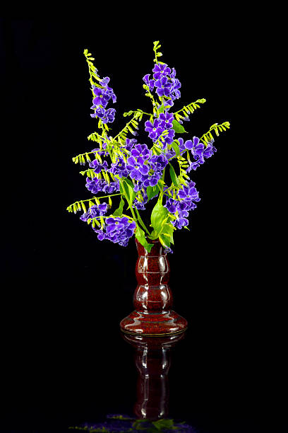 istock Violet color of Duranta erecta L. Verbenaceae 452744125