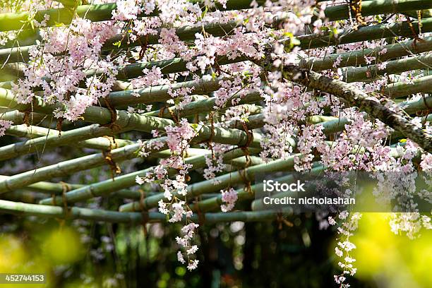 Foto de Bom Fundo De Sakura e mais fotos de stock de Cabeça da flor - Cabeça da flor, Caindo, Caule