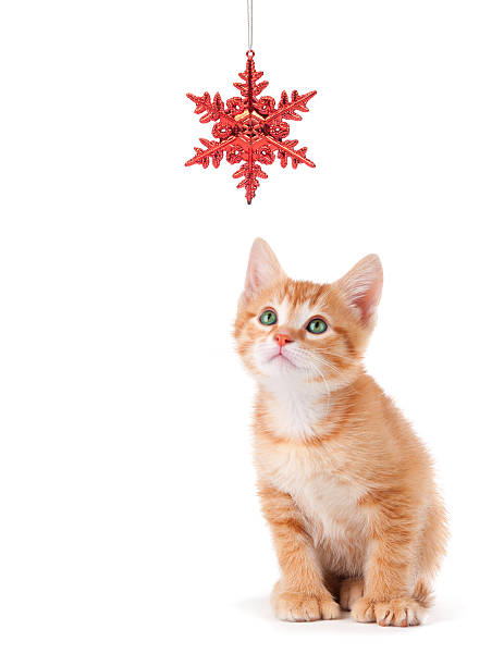 istock Cute Orange Kitten Playing with a Christmas Ornament on White 452744481
