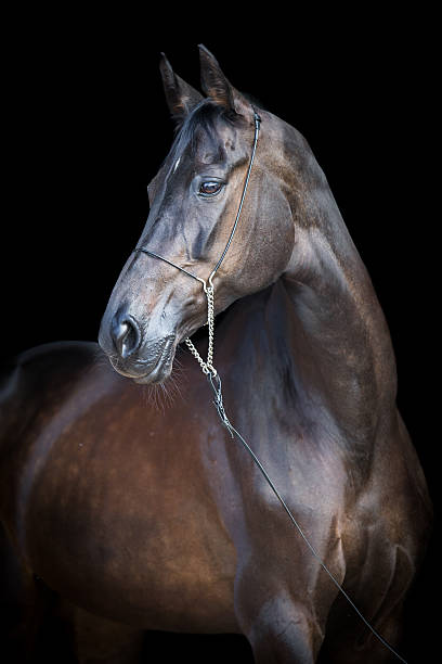 istock Horse head isolated on black background 452745489