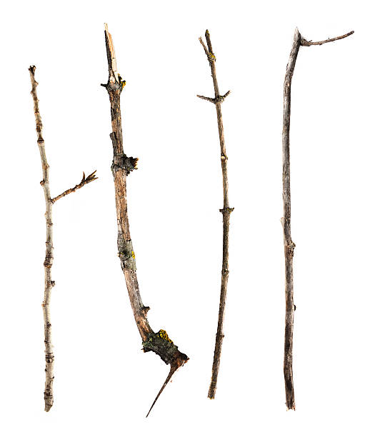istock Sticks and twigs isolated on white background 452745511