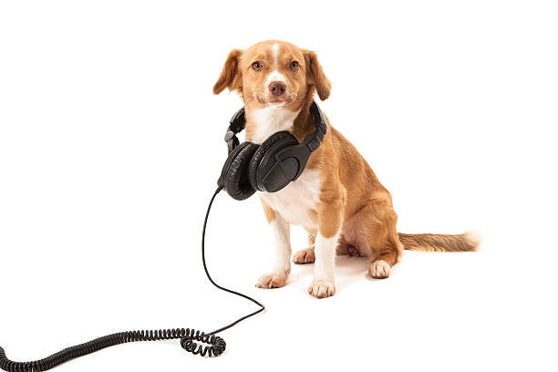 istock Dog with headphone 452746123