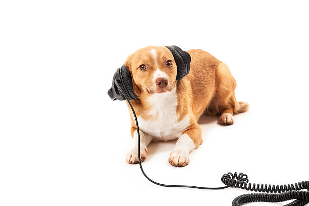 istock Mix bred dog with headphone 452746139