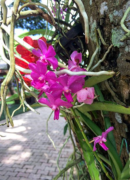 istock The Pink Orchid 452748649