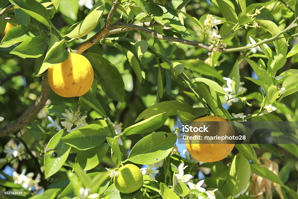 citrus sinensis - Photo de Abstrait libre de droits