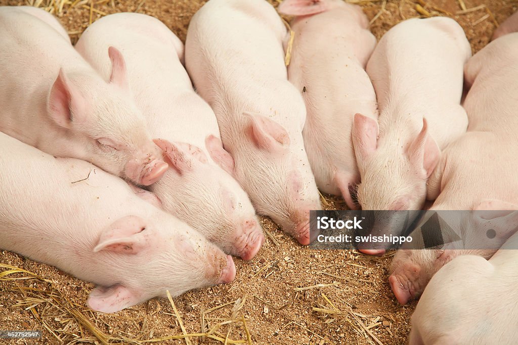 Young los cerdos - Foto de stock de Agricultura libre de derechos