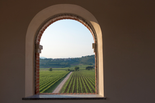 View of a vineyard, Veneto, Italy.