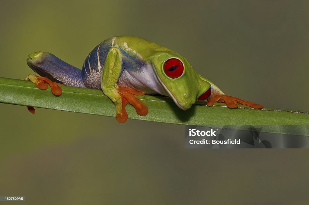 Cautivo rana arborícola de los ojos rojos - Foto de stock de Aferrarse libre de derechos