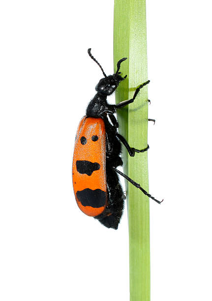 istock Checkered beetle red black Cleridae is climbing on grass blade 452753489