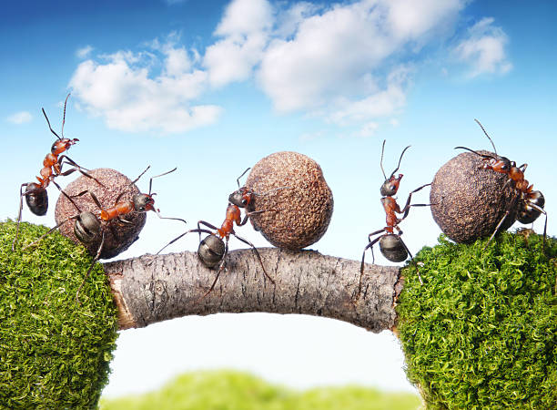 istock team of ants rolling stones on bridge, teamwork 452753653