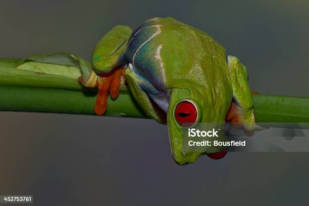 전용 붉은눈나무개구리 0명에 대한 스톡 사진 및 기타 이미지 - 0명, 감정, 개구리