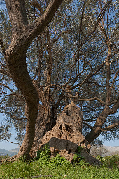 オリーブの木 - olive tree tree root old ストックフォトと画像