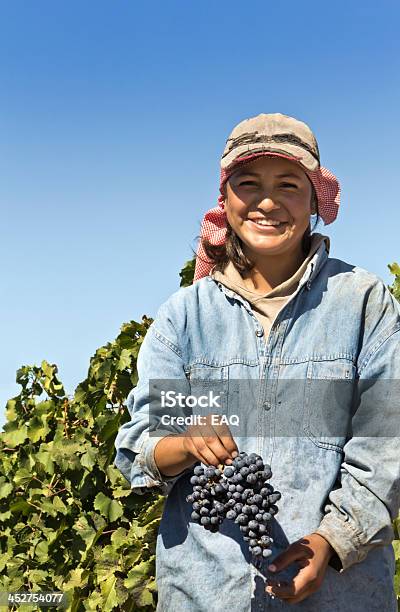 グレープ収集開発 - ブドウのストックフォトや画像を多数ご用意 - ブドウ, ラテンアメリカ人およびラテン系アメリカ人, 収穫する