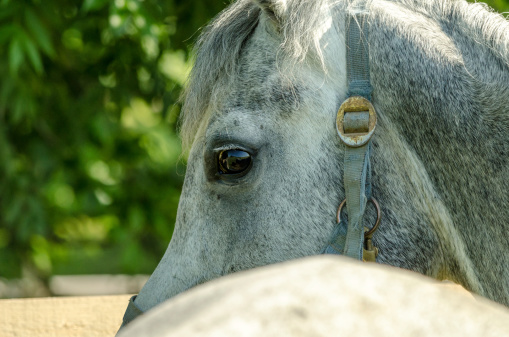 Horse in the paddock, Outdoors. Horse portrait